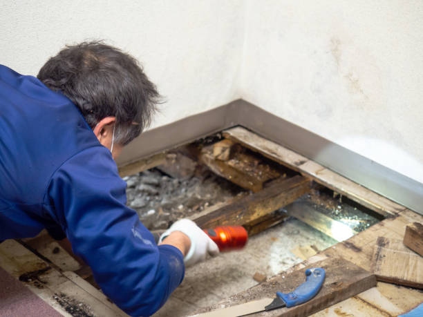 Best Post-Flood Mold Remediation in Salem, VA