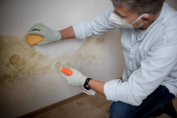 Best Localized Mold Remediation (e.g., coastal areas, humid climates) in Salem, VA