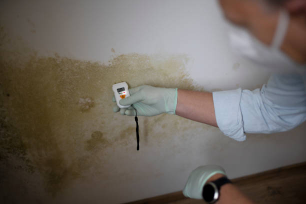 Best Commercial Mold Remediation in Salem, VA