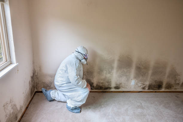 Best Mold Remediation for Schools in Salem, VA