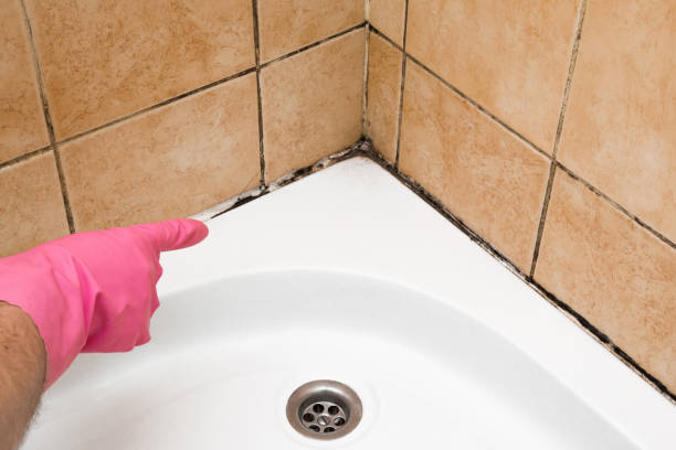 Trusted Salem, VA Mold Remediation Experts